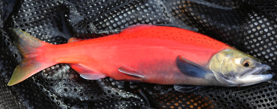 Landlocked Sockeye Salmon called Kokanee.