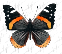 Red Admiral Butterfly 3